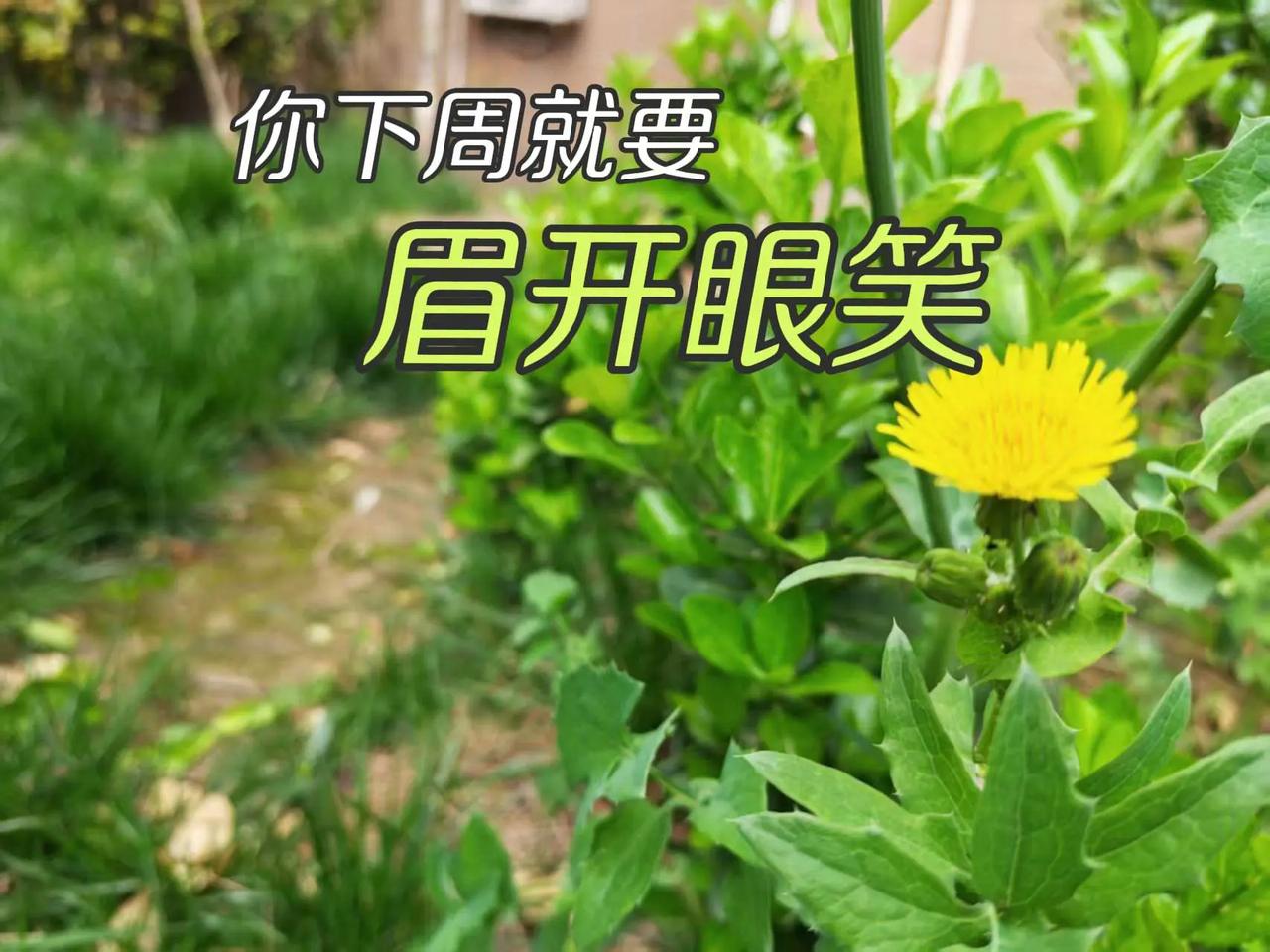 你下周就要眉开眼笑了。植物科普 晒出你的植物 用一张照片证明你也喜欢拍树 图文热