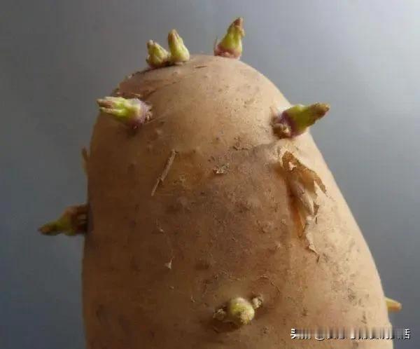 气死我了，气死我了！今天给孙子做饭，切了两颗旧洋芋。儿子回来一看，洋芋都长出芽了