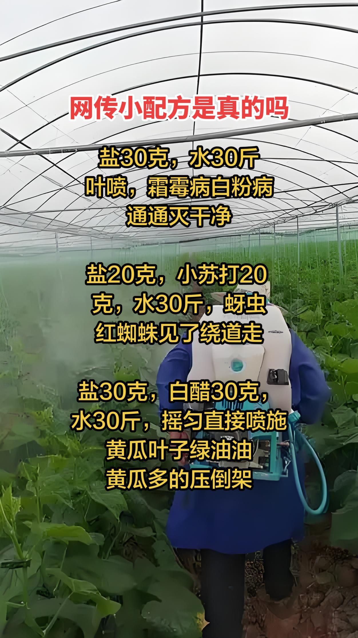 直白的说民间偏方有用，但很危险，不能全信，乱用必烧叶、减产、绝棵
在这里就以上偏
