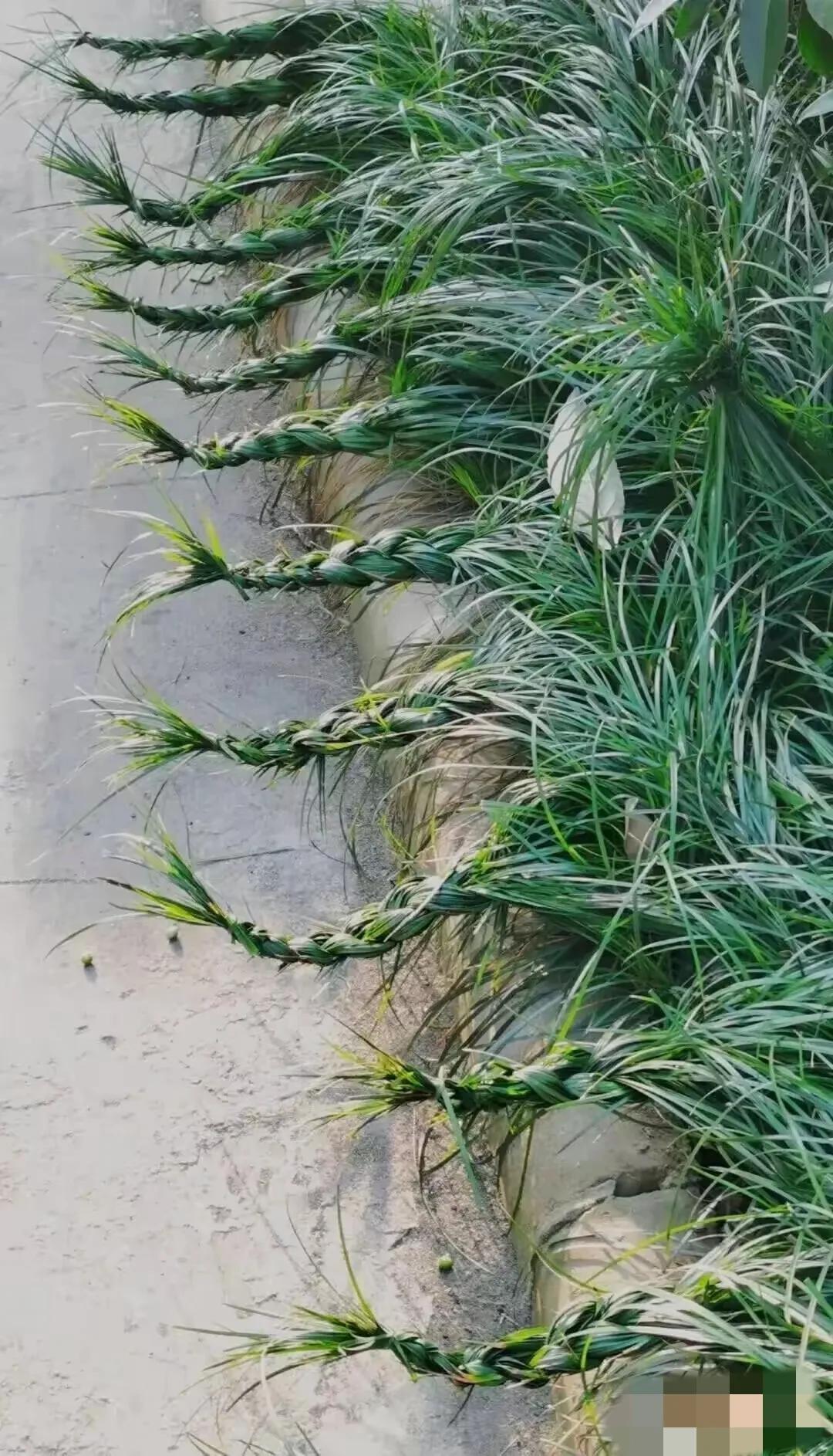 谁干的？请自动站出来！我不打你！童心未泯的人，我给你奖励！难道真的是辫子粗又长，