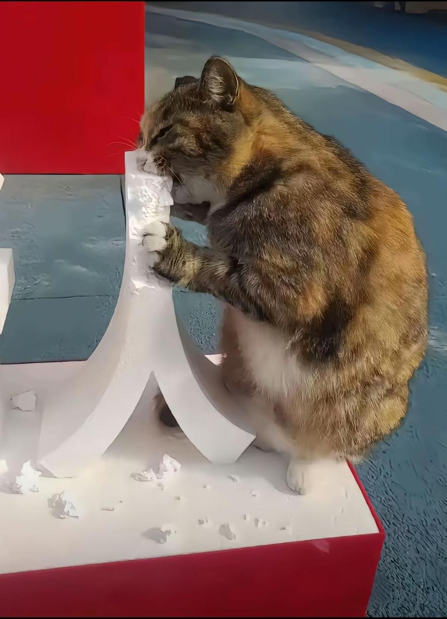 不好了不好了，猫吃人了！