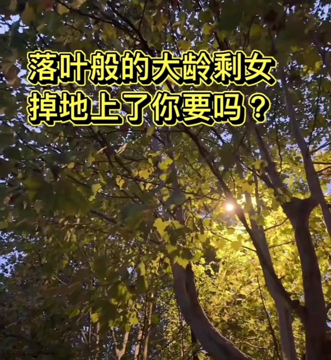 大龄剩女，可怜而不自怜的落叶🍂
秋天来了寒冬将至，叶落竹黄了，
最大的生育价值