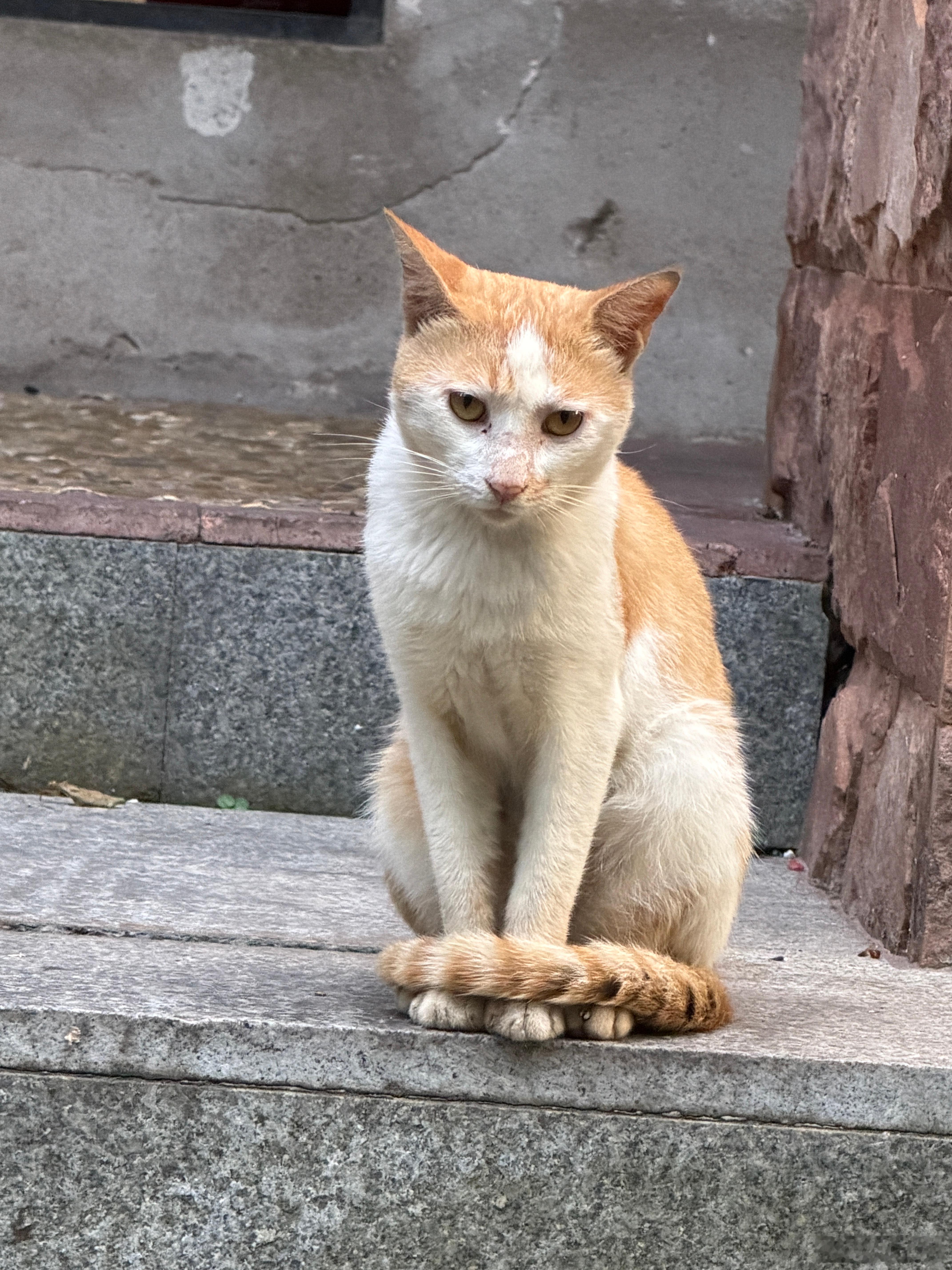 流浪猫真优雅！宠物宠物卖萌中心宠物日常  ​​​