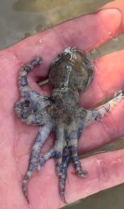 英国男子度假时把玩蓝环章鱼，专家：毒素可杀死20多人


近日，英国男子安德鲁·