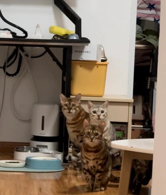 是一家的猫猫