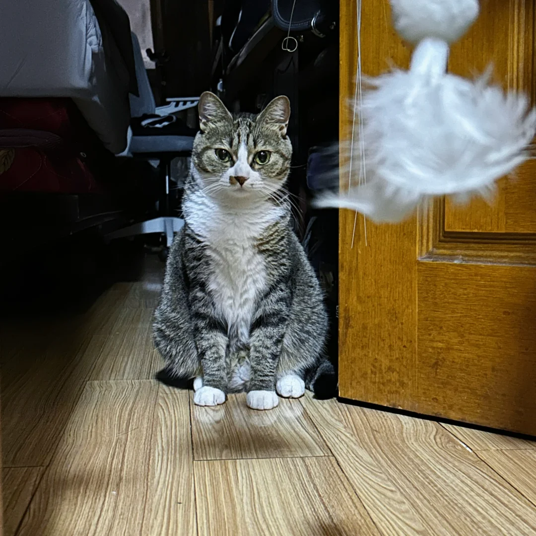 你终于回来了