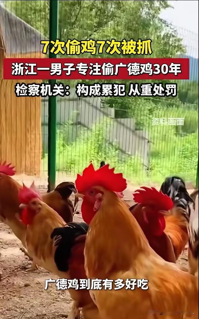 笑不活了
执着偷鸡三十年，7进宫仍不悔改！

浙江一名男子，认准了安徽广德的鸡鸭