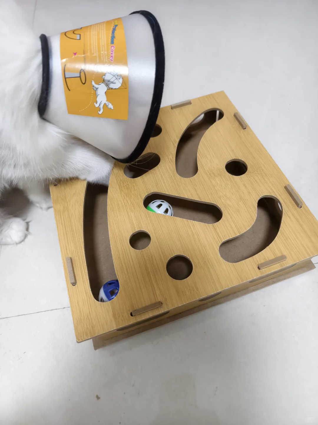 找到能让猫咪玩半天的玩具了
