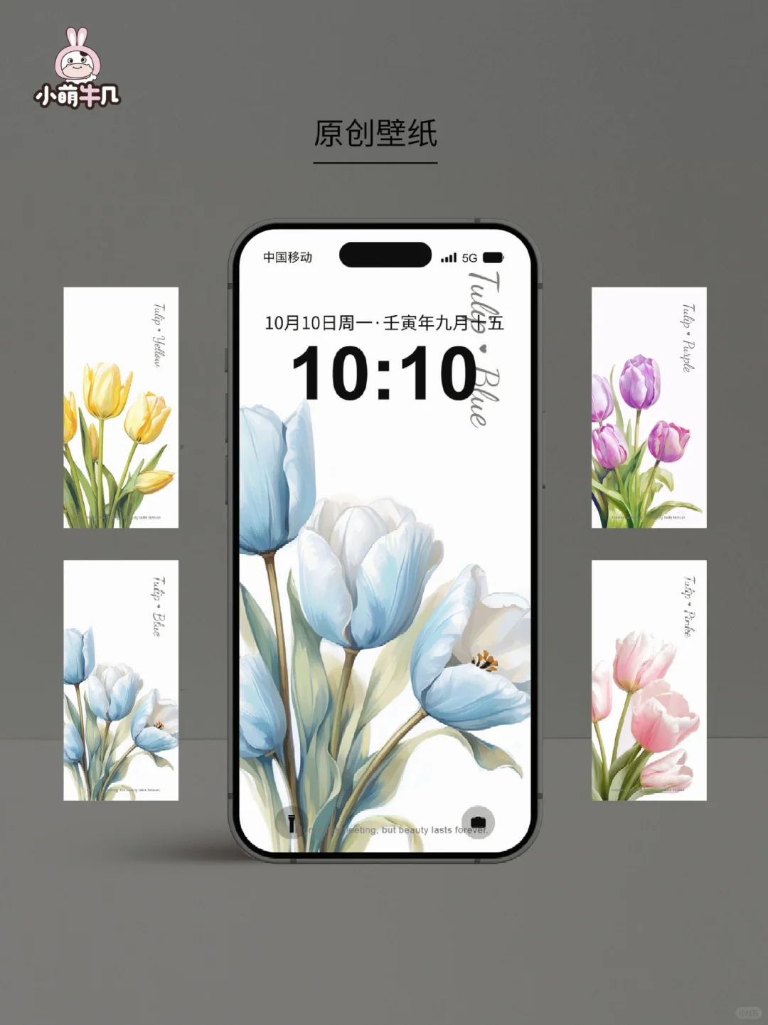 郁金香🌷壁纸，超好看！