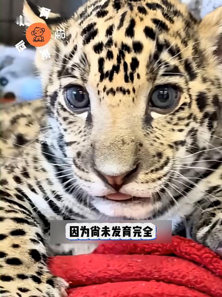 如果你推开门，赫然发现一只胖乎乎的美洲豹正趴在家门口，用它那呆萌又迷糊的眼神直勾