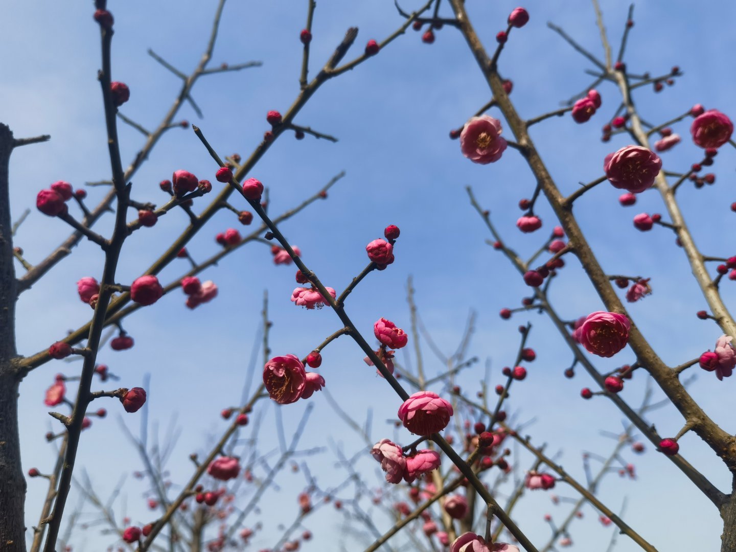 郑州帝湖的梅花 