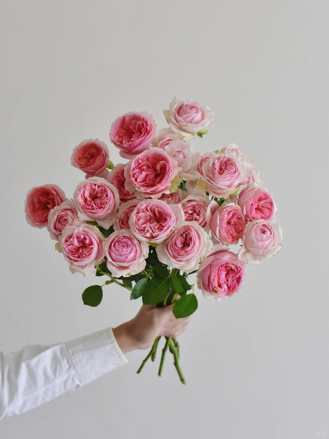 玫瑰·草莓变色龙