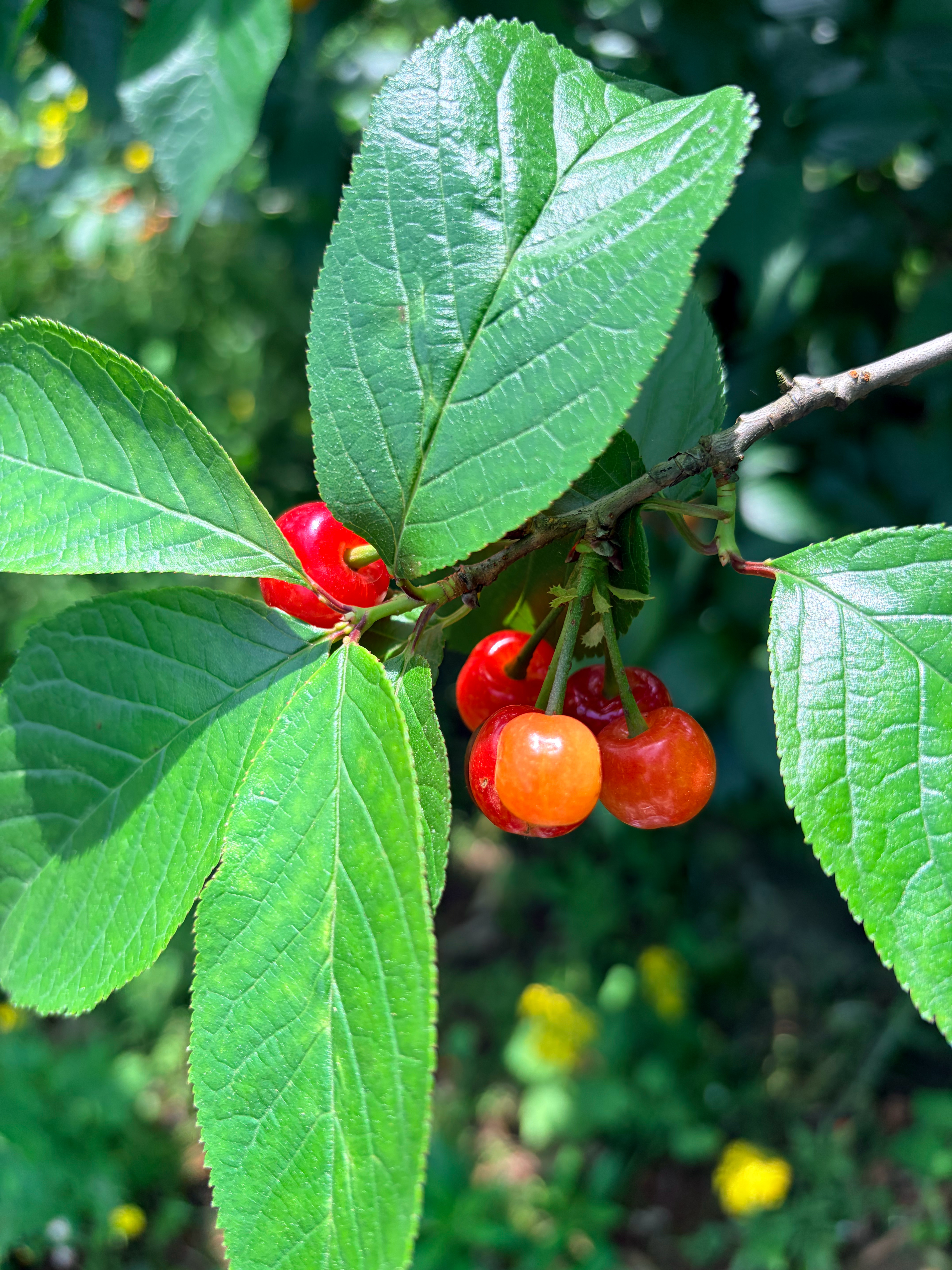 又到了一年一度摘樱桃的季节，无业游民错峰先摘。
