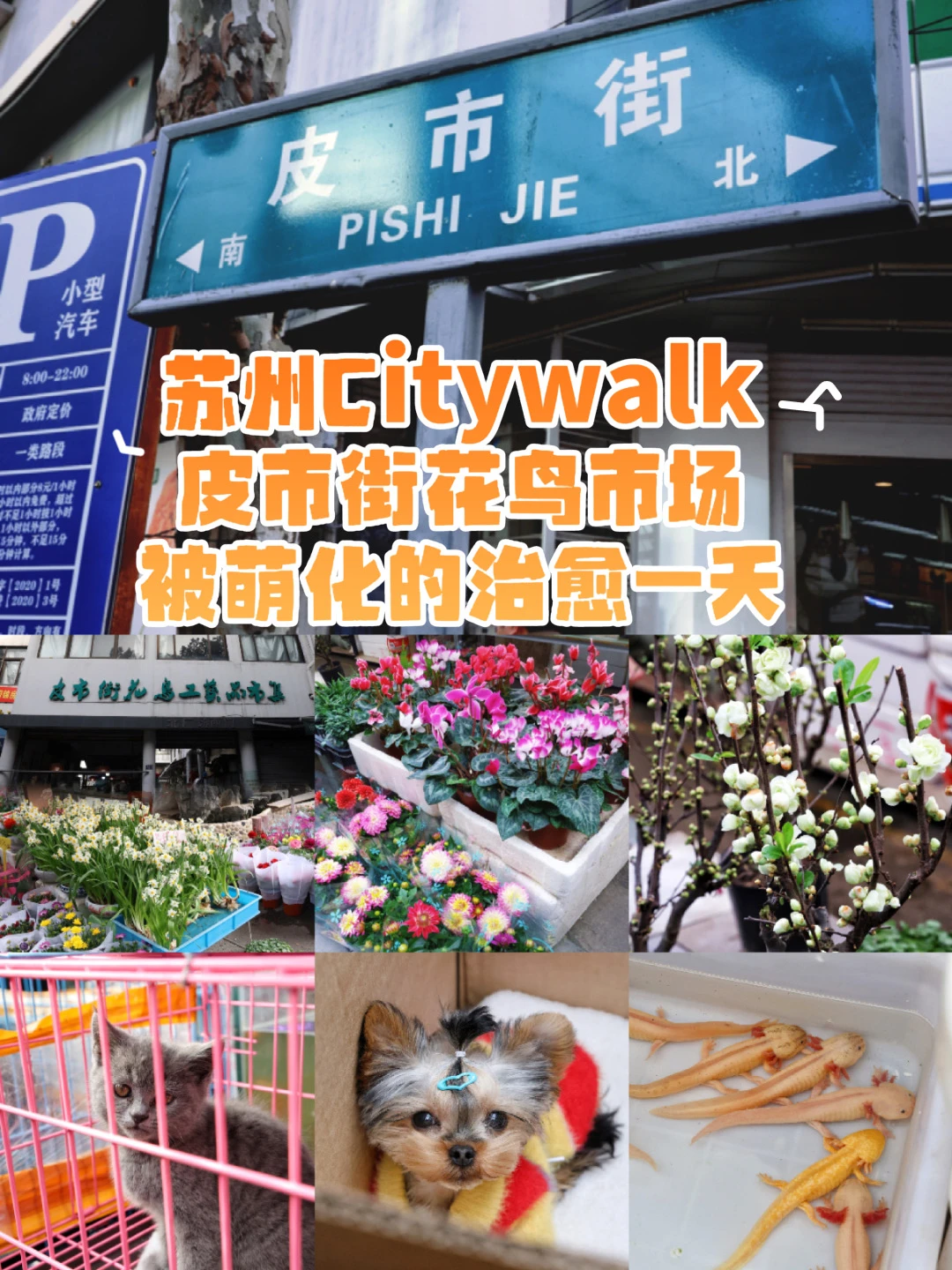 苏州Citywalk｜皮市街花鸟市场，被宠物萌化了
