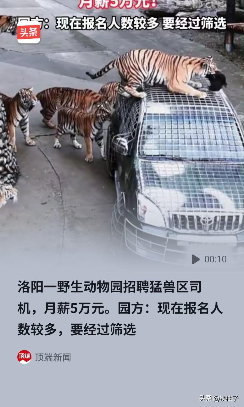我要报名野生动物园猛兽区司机，挣5万块钱月薪去，我胆子大，不怕死，最后朋友的一句