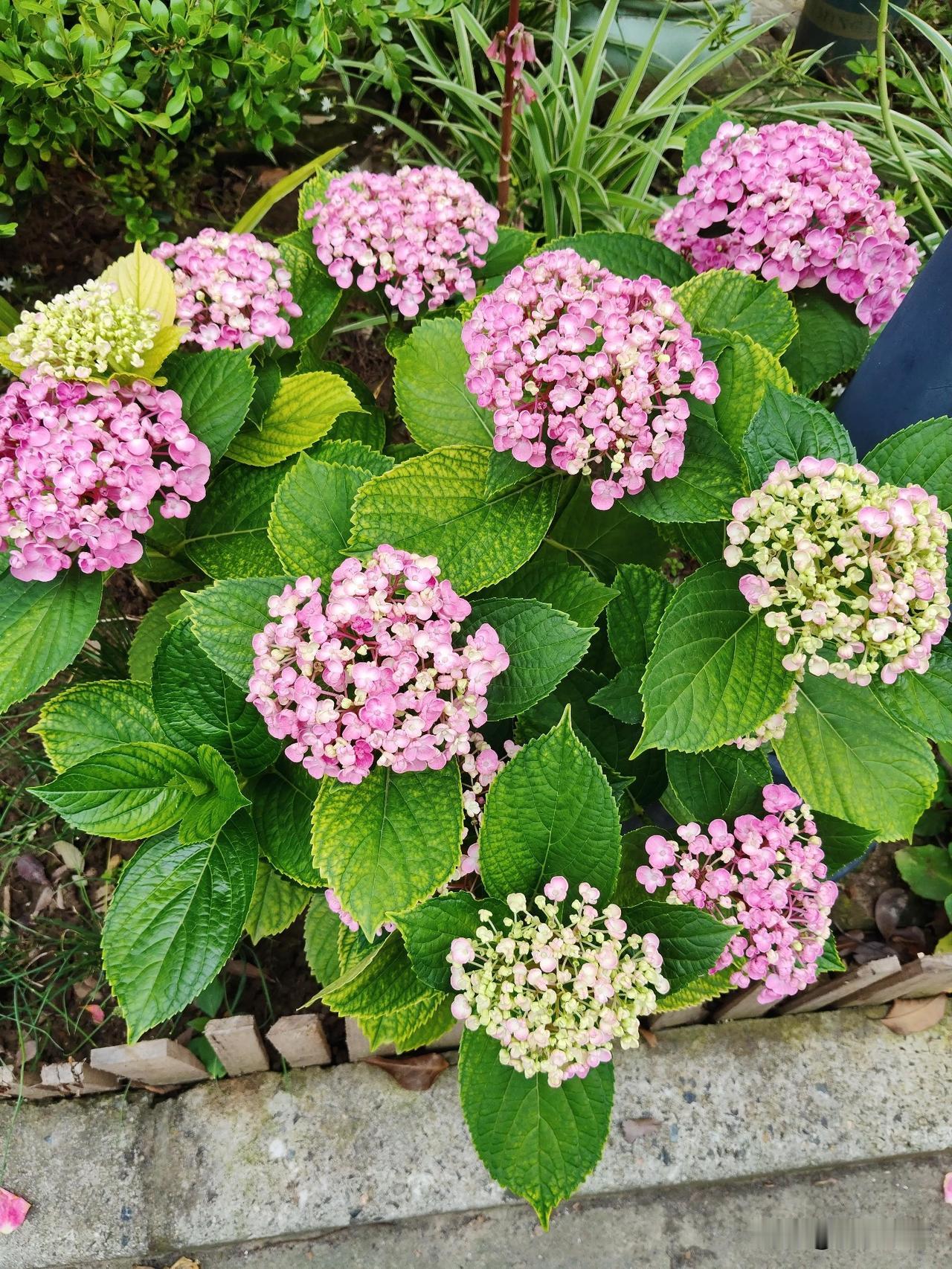 晒图笔记大赛绣球花刚开放，先白后红