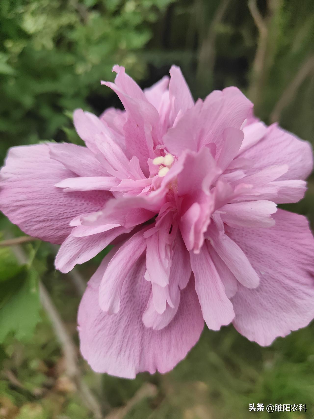 开花时间长达3个月，花朵硕大，花瓣重叠，非常好看。
