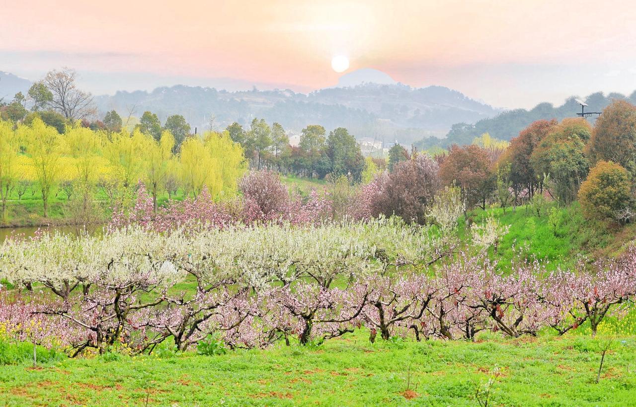 襄城无处不飞花——桃花岭
    春日里，黄色的油菜花，红色妩媚的桃花，处处五彩