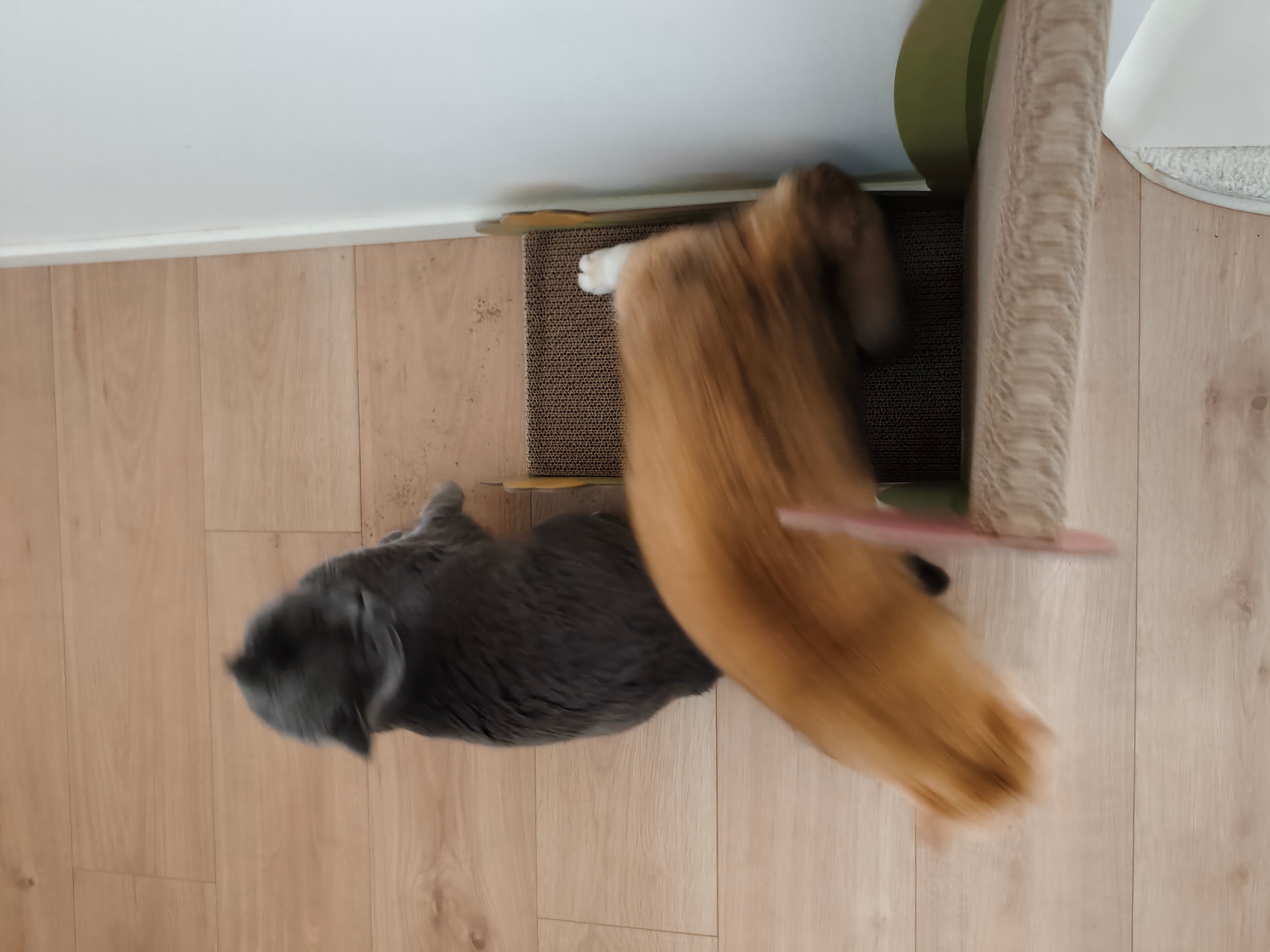 本来在和谐地吸着小猫薄荷，小菇还是没忍住不专业菇冬怎么肥四