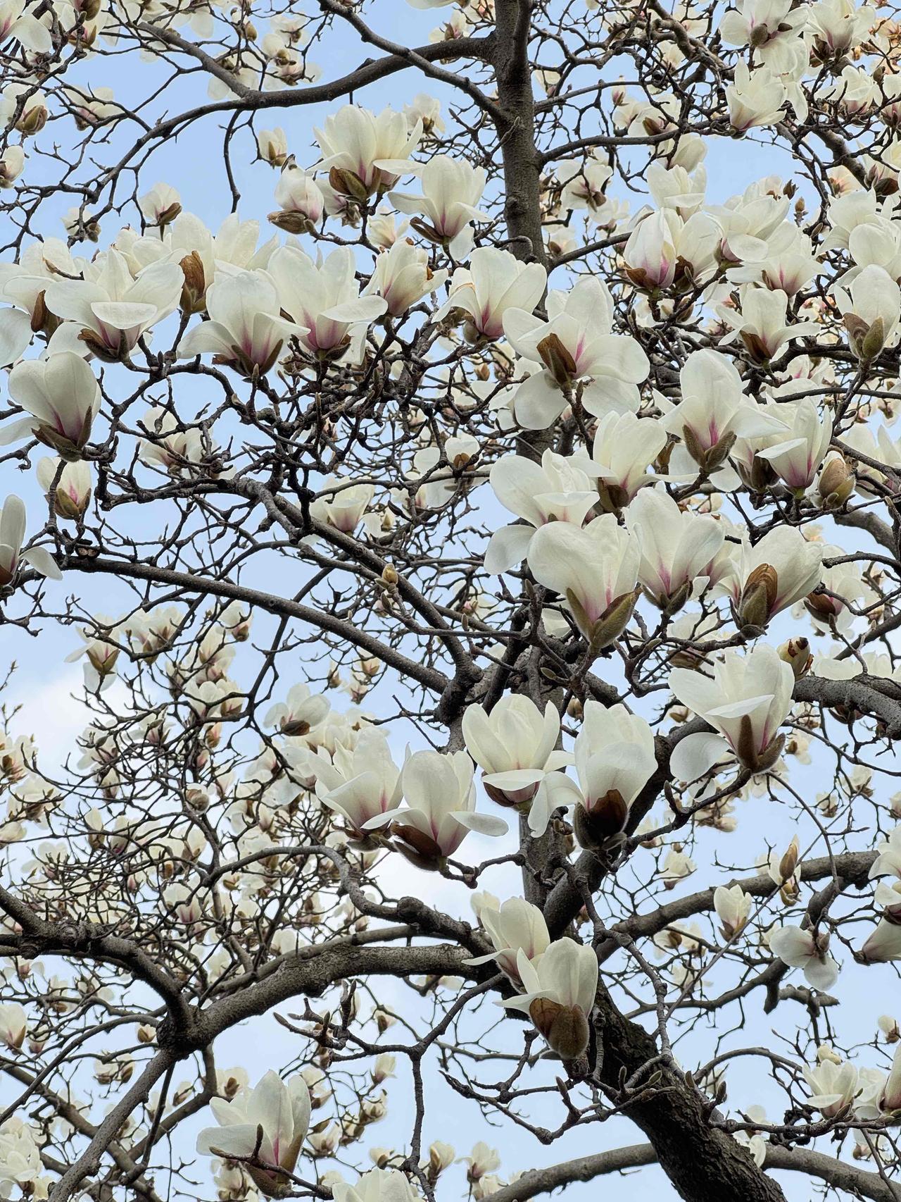 分享一张你相册的拍的花春风未及染遍江南，玉兰已先一步醒了枝头。