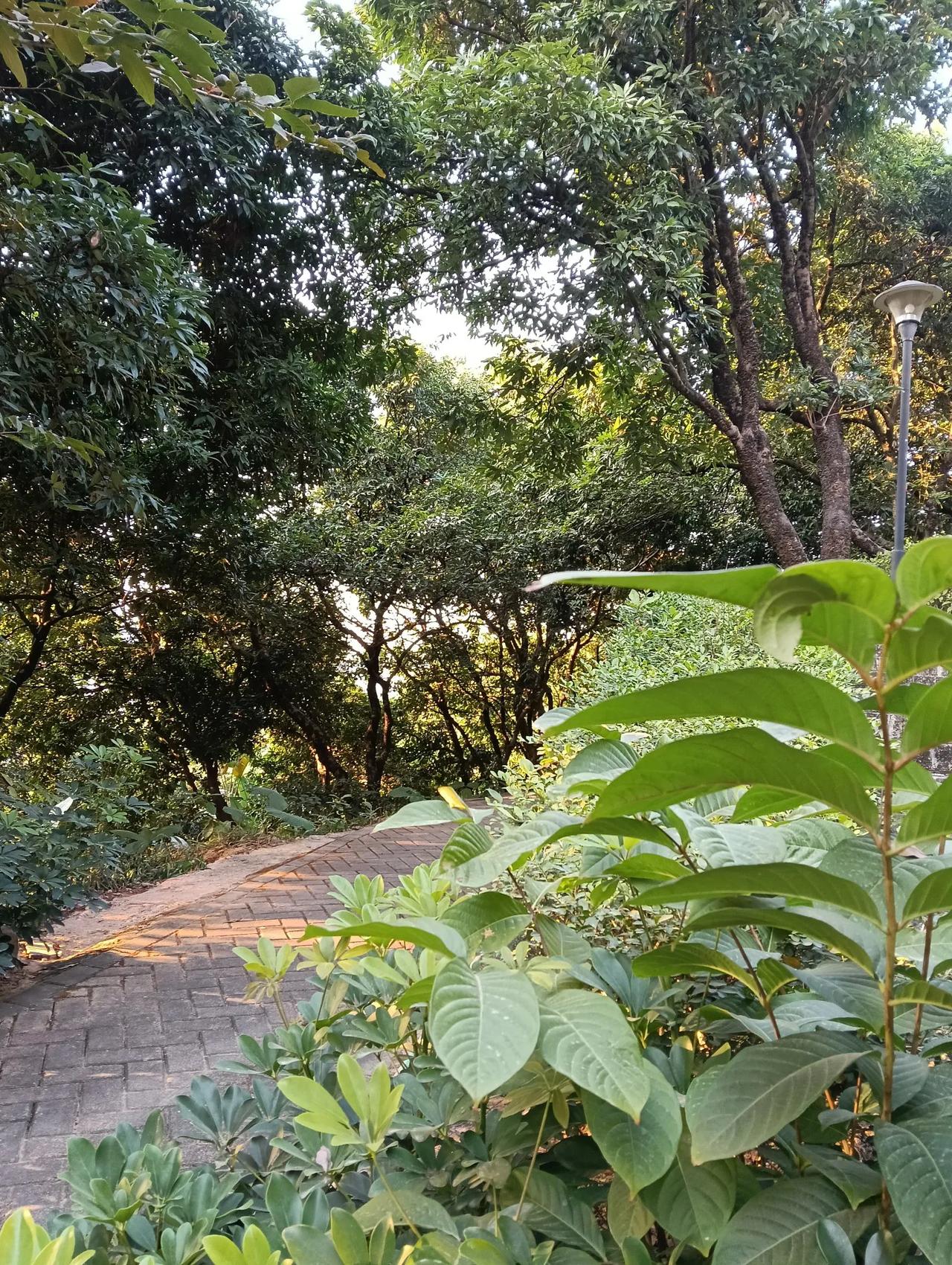 阳光洒在林间小道上，静谧而美好。林间美景！ 树木美景分享 分享大树的美景 分享树