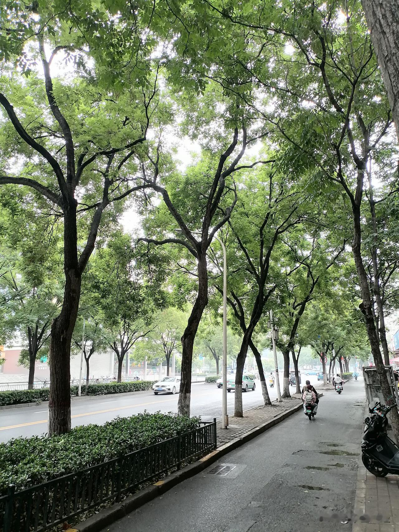 分享一张你手机里的树国槐！绿绿的小叶片集合在一起，形成一幅美丽的场景。最有意境的