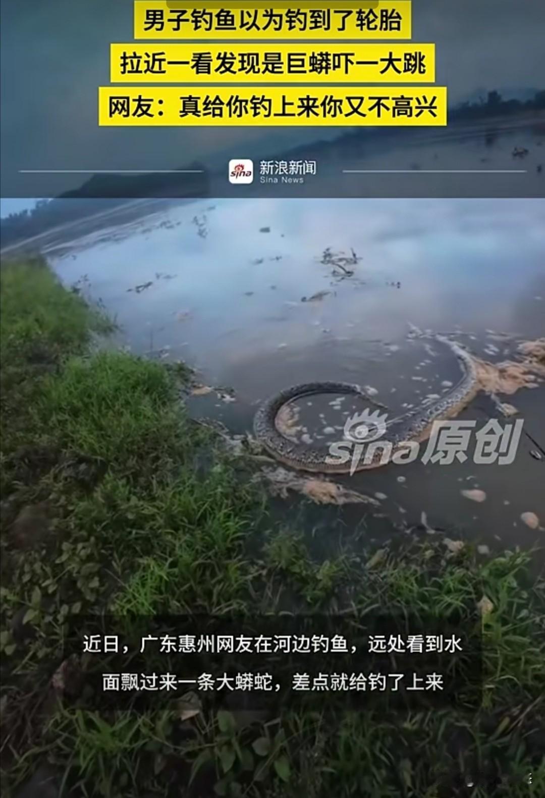 近日，广东惠州的杨先生在河边钓鱼时，意外发现水面漂来一条大蟒蛇，差点被鱼钩勾住。