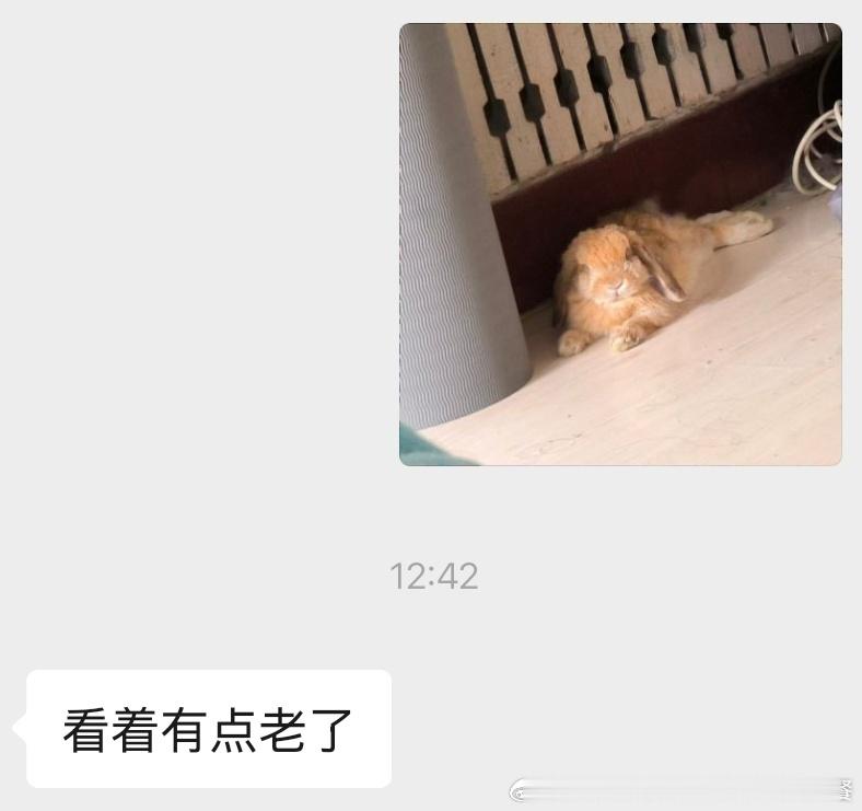 14246🐇【恶语伤兔心】家兔8个月大 