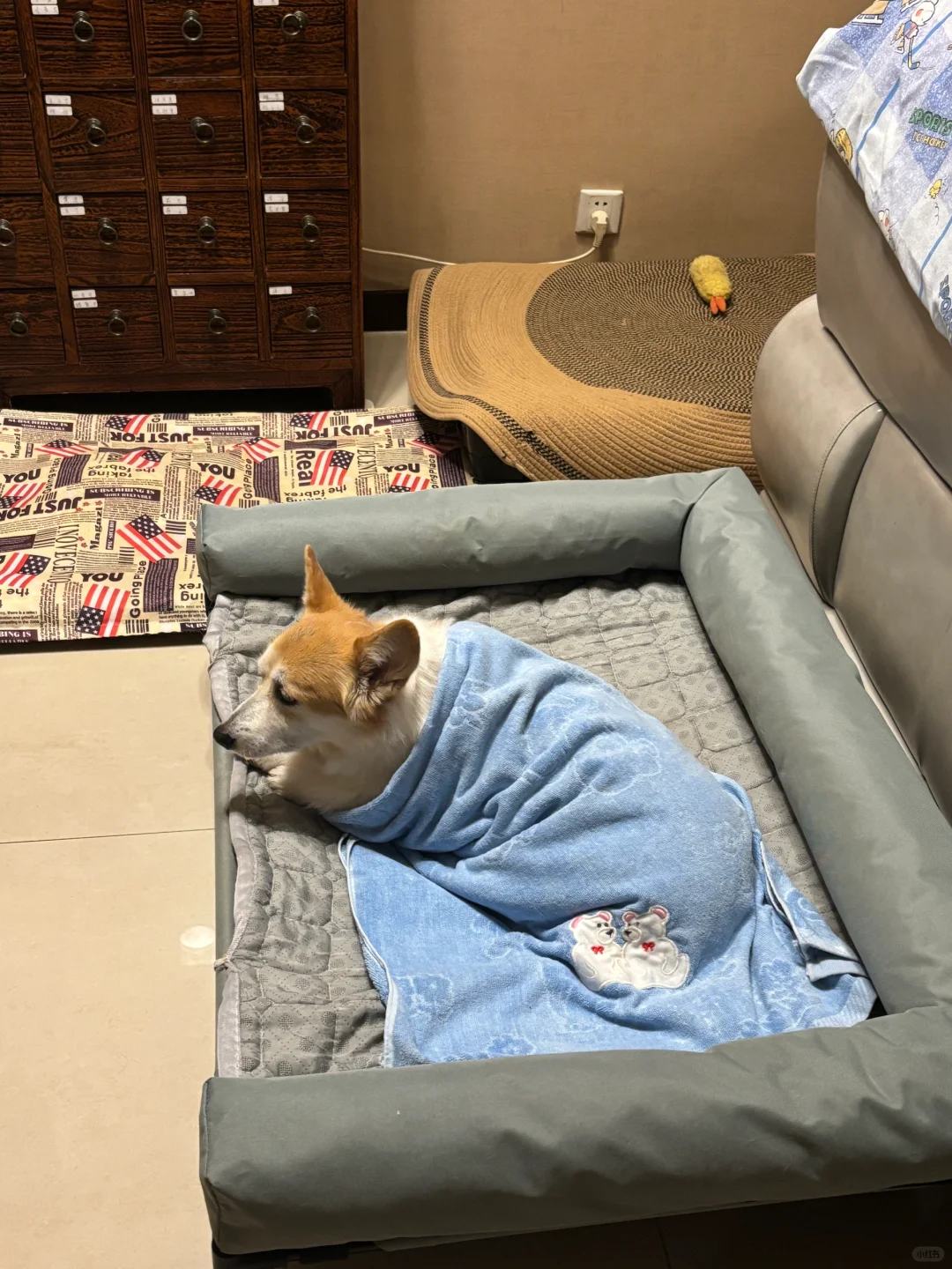 小短狗