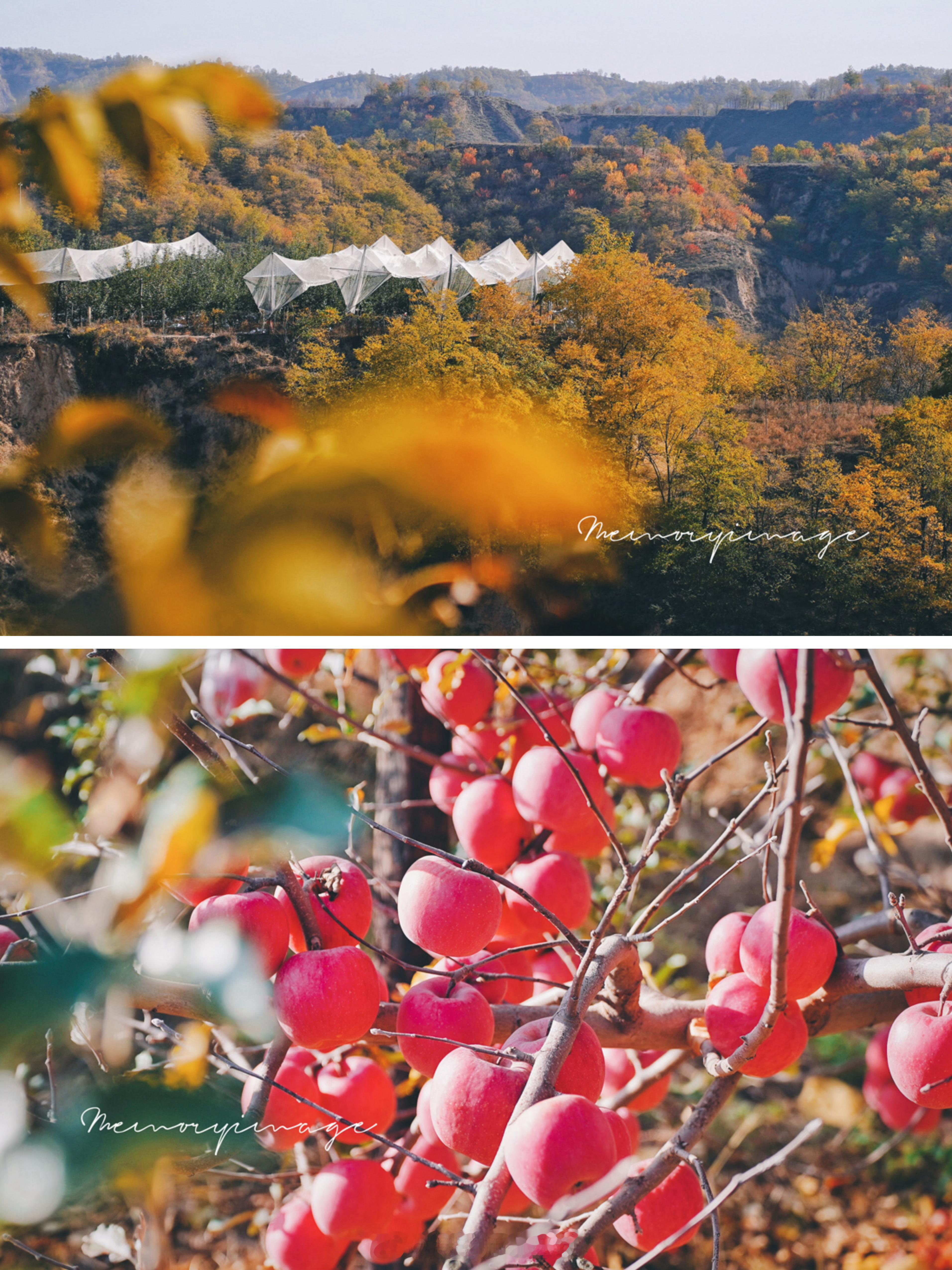 黄土高坡，小米熟了，苹果红了，延安子长，是秋天了啊！延安子长是中国丝绸之路北线必