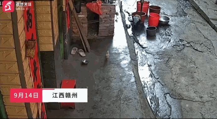 “太缺德了！”9月14日，江西瑞金，一老人将家中的死鸡，丢进邻居家的鸡窝中，然后
