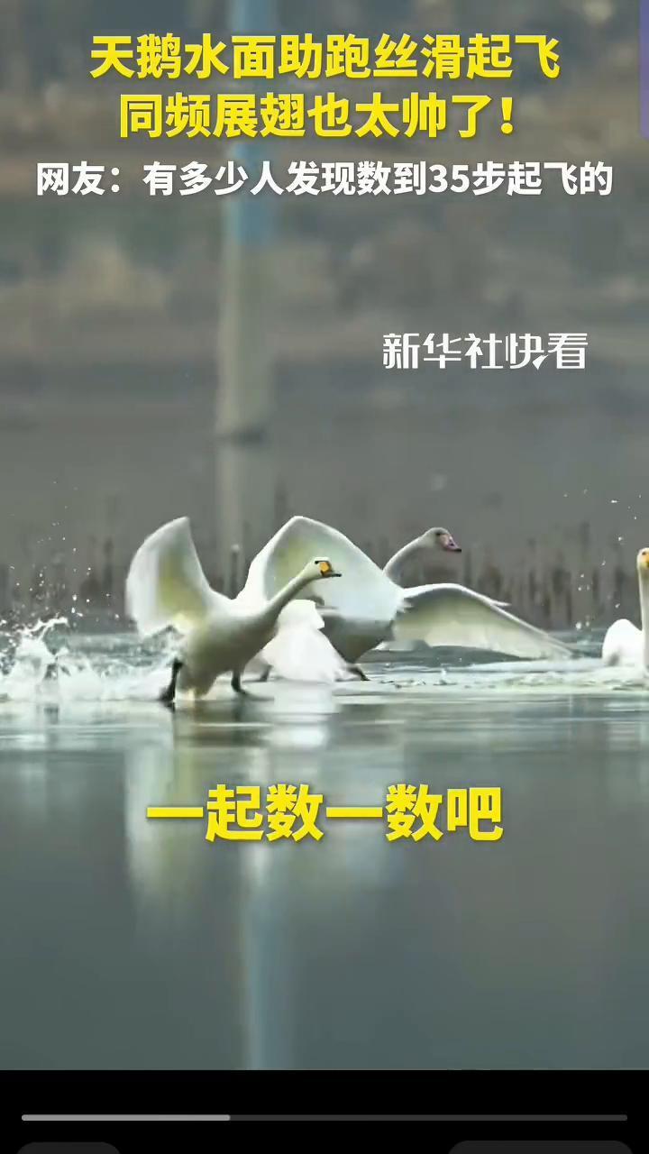 天鹅水面助跑丝滑起飞，同频展翅也太帅了！
新华社快看。
网友：有多少人发现数到3