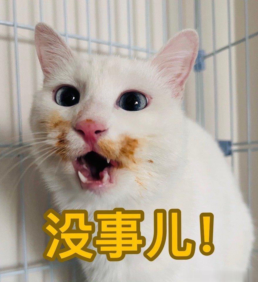 #鱿仔# 这是我最近使用频率最高的表情包没事儿！ ​​​