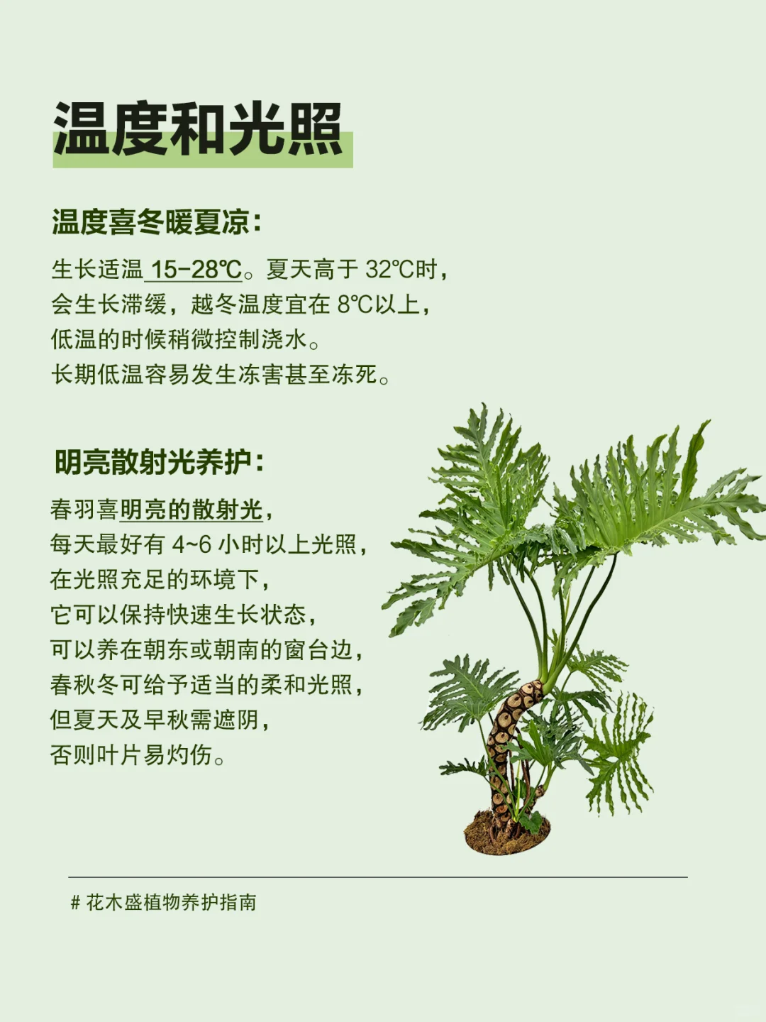 龙麟春羽养护全攻略，教你养出霸气龙麟！！