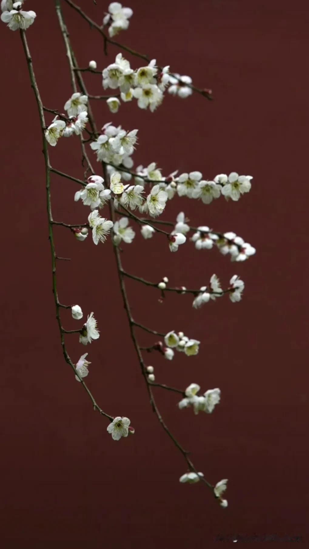 风是春天的故事，我是春天的美，枝头春意闹，花影入诗行。花蕾含苞待放时 花依旧会盛