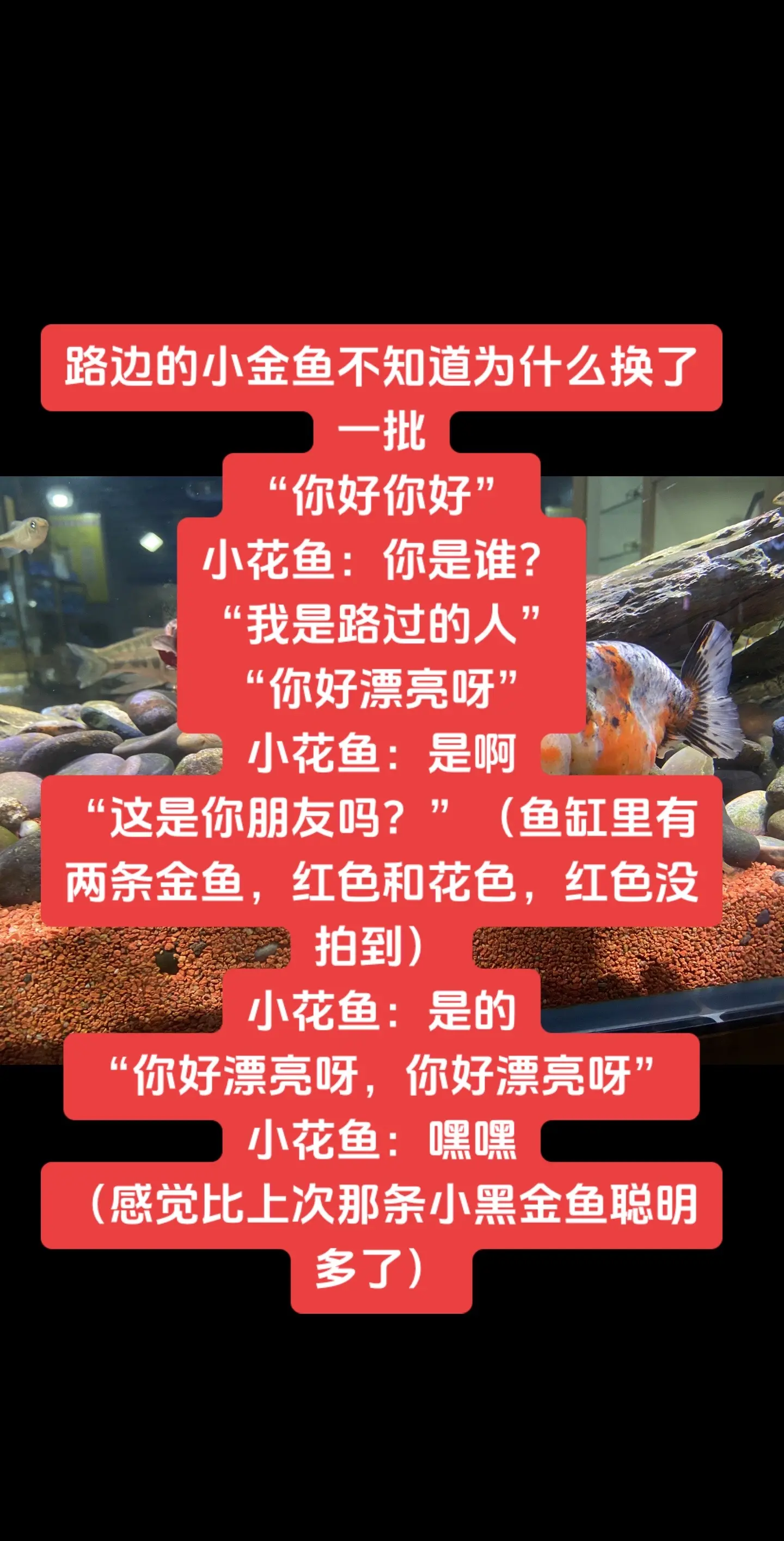 宠物沟通 宠物沟通师 鱼缸里的大自然 假如动物会说话