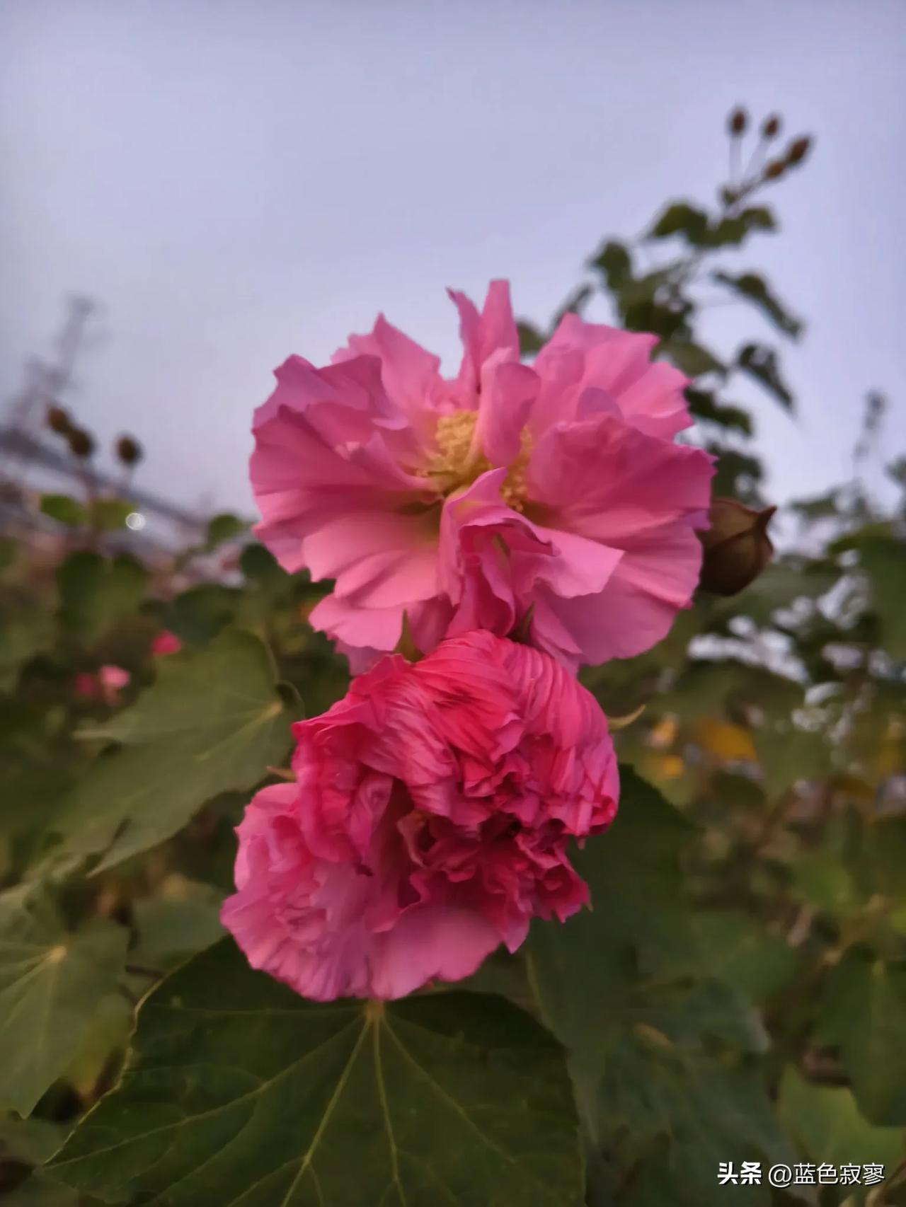 “千株扫作一番黄，只有芙蓉独自芳。”

遇见秋天绽放的木芙蓉，定是要驻足欣赏一下