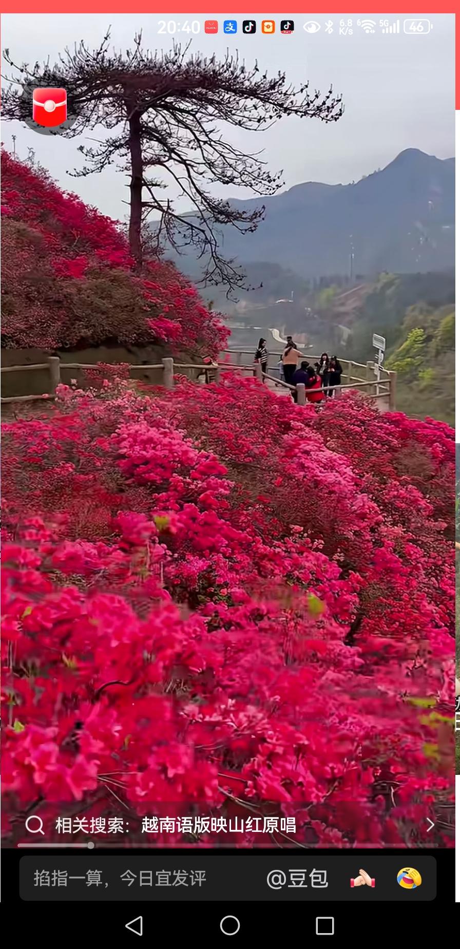 唯美景色，青松丹花辉映呈祥
（截自网友@广大视频）