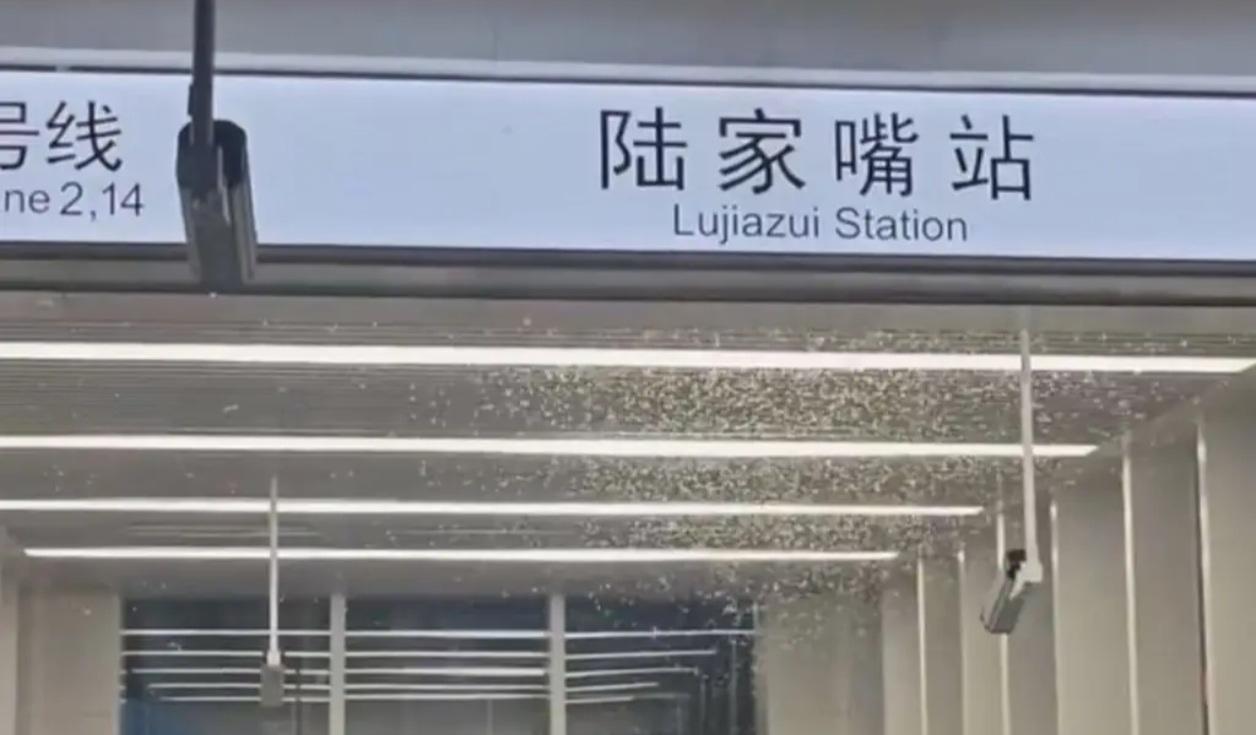 陆家嘴地铁站遭白蚁“围攻”！灯光下密密麻麻如同飘雪，乘客撑伞狂奔

6月20日晚