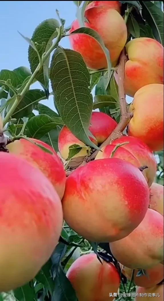 春暖花开
草长莺飞
踏马观花
鸡鸣鹅追
万物向天
偷吸养份
静待秋天
果实累累