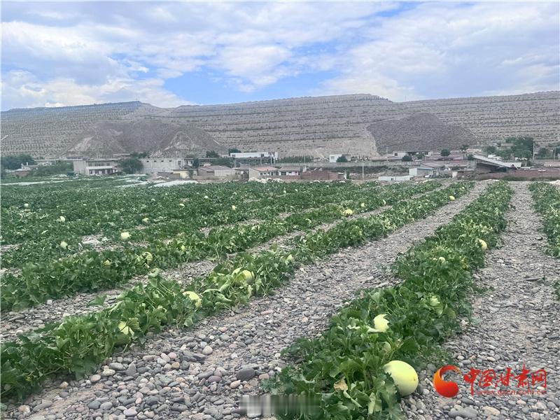 兰州人的夏天离不开白兰瓜【兰州市城关区：都市近郊有好瓜“兰白946”即将新鲜上市