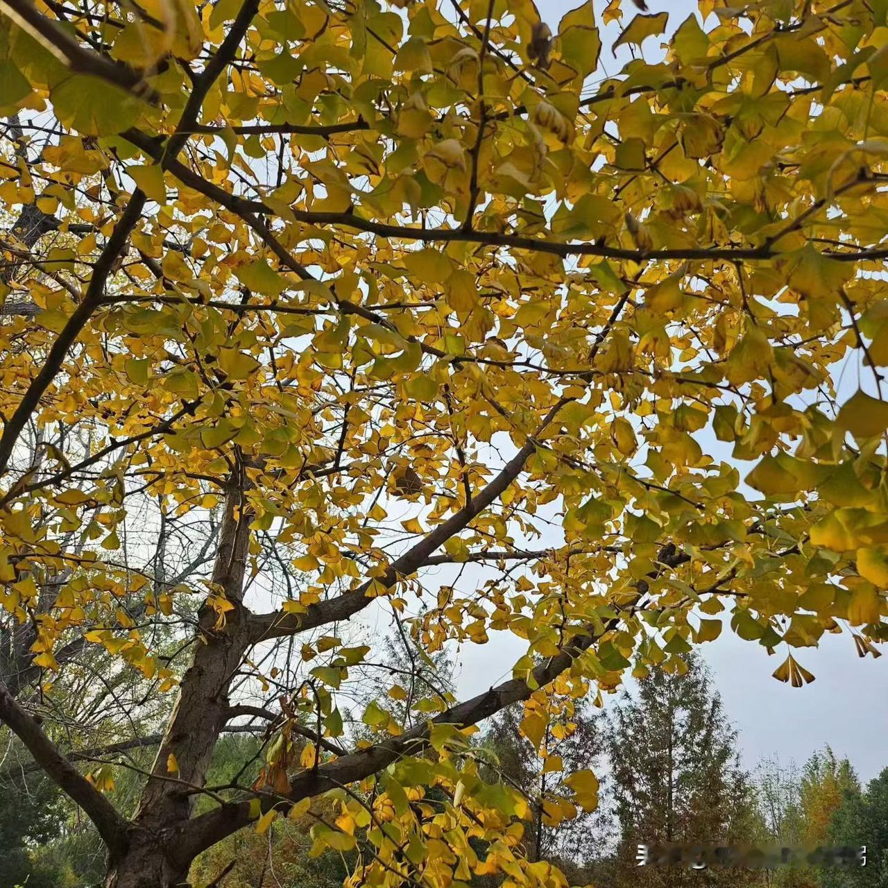 朝露带着星辰的余温～
晨风送来远山的问候[太阳][咖啡]
​
晒图笔记大赛