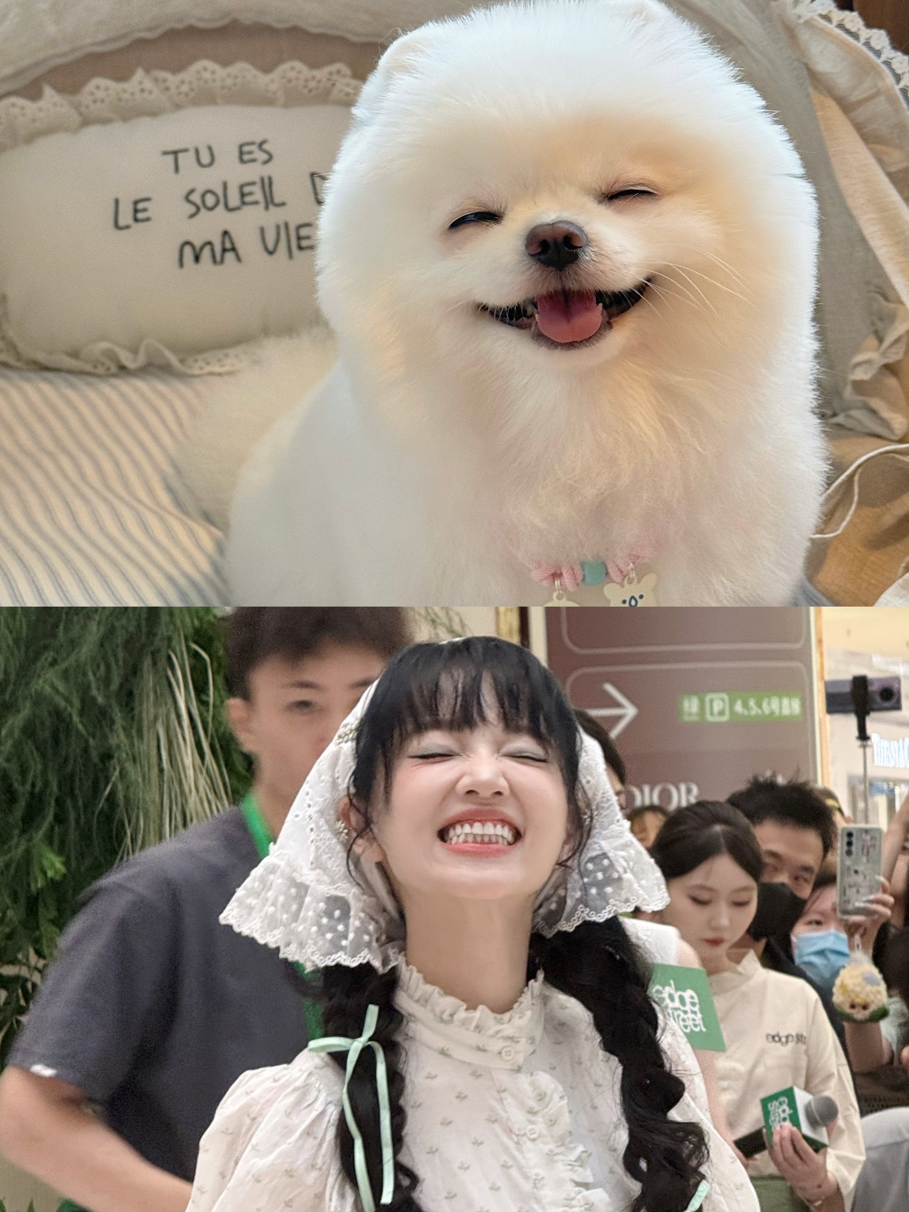 黄灿灿 谁家养的狗啊啊啊啊萌晕了！！ 