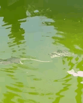 都说老鼠过街人人喊打，没想到过水也要挨揍～～～
老鼠能干过大半人类，除[呲牙]此