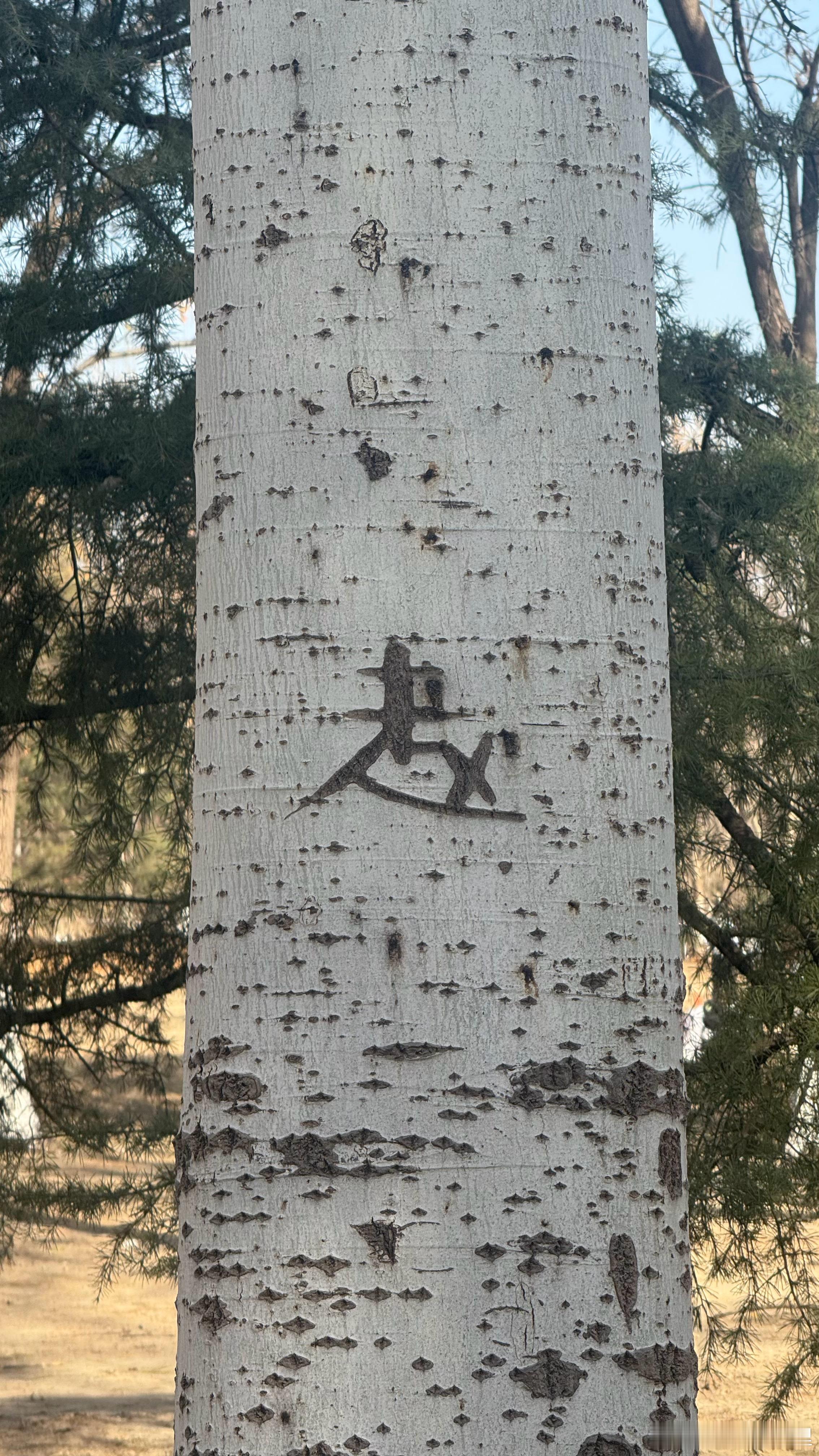 本是寻常树一棵，却被他人赋树生！