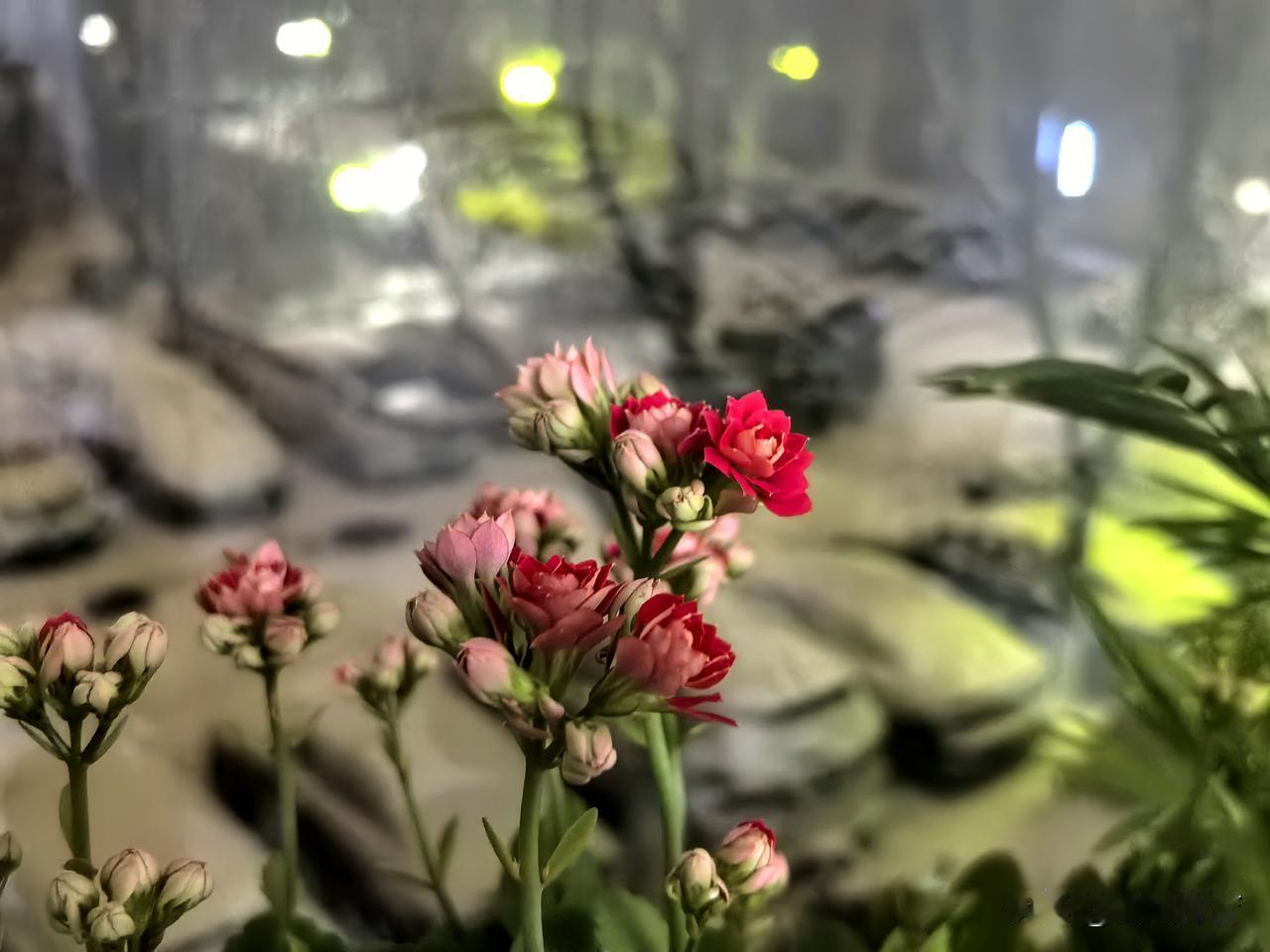 年年花开 岁岁有别