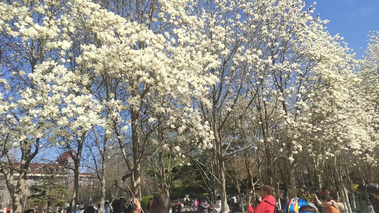 天津穆南公园的海棠花开了，赏花的人来了一拨又一拨，海棠花香飘四溢，人们满脸笑容，