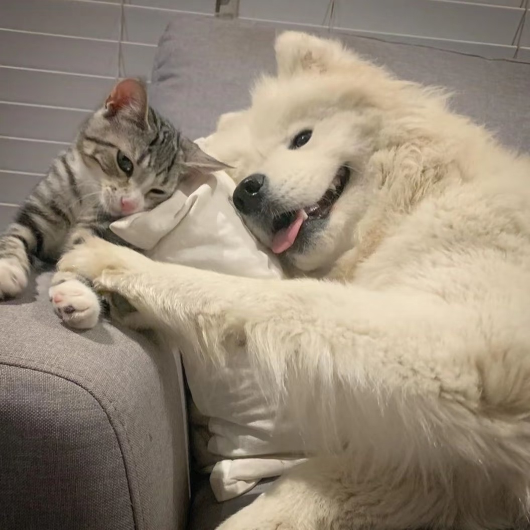 小猫和小狗好一辈子 