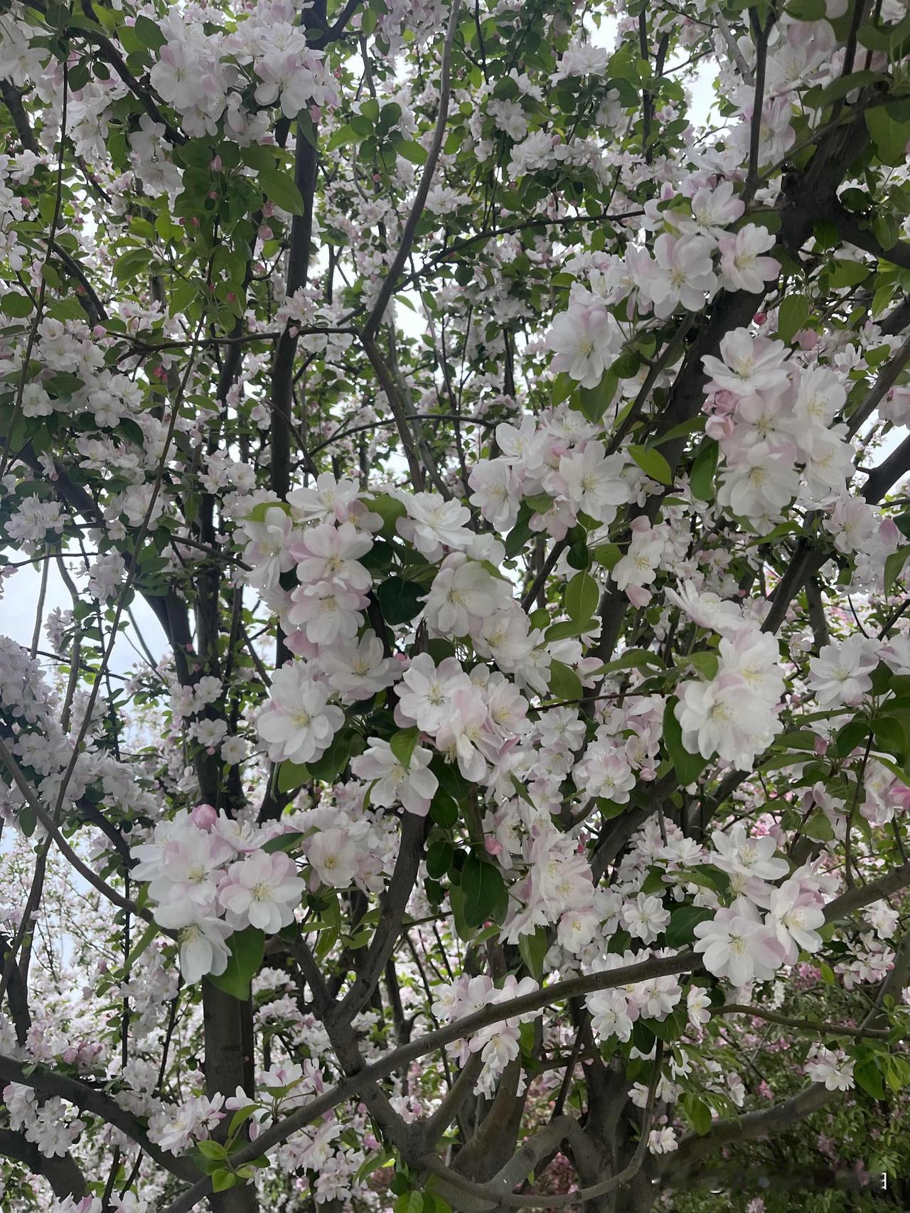 人崽成双，狗崽成对，花儿成海，柳树儿织成了一帘幽梦。
春天里，只要出去处处有惊喜