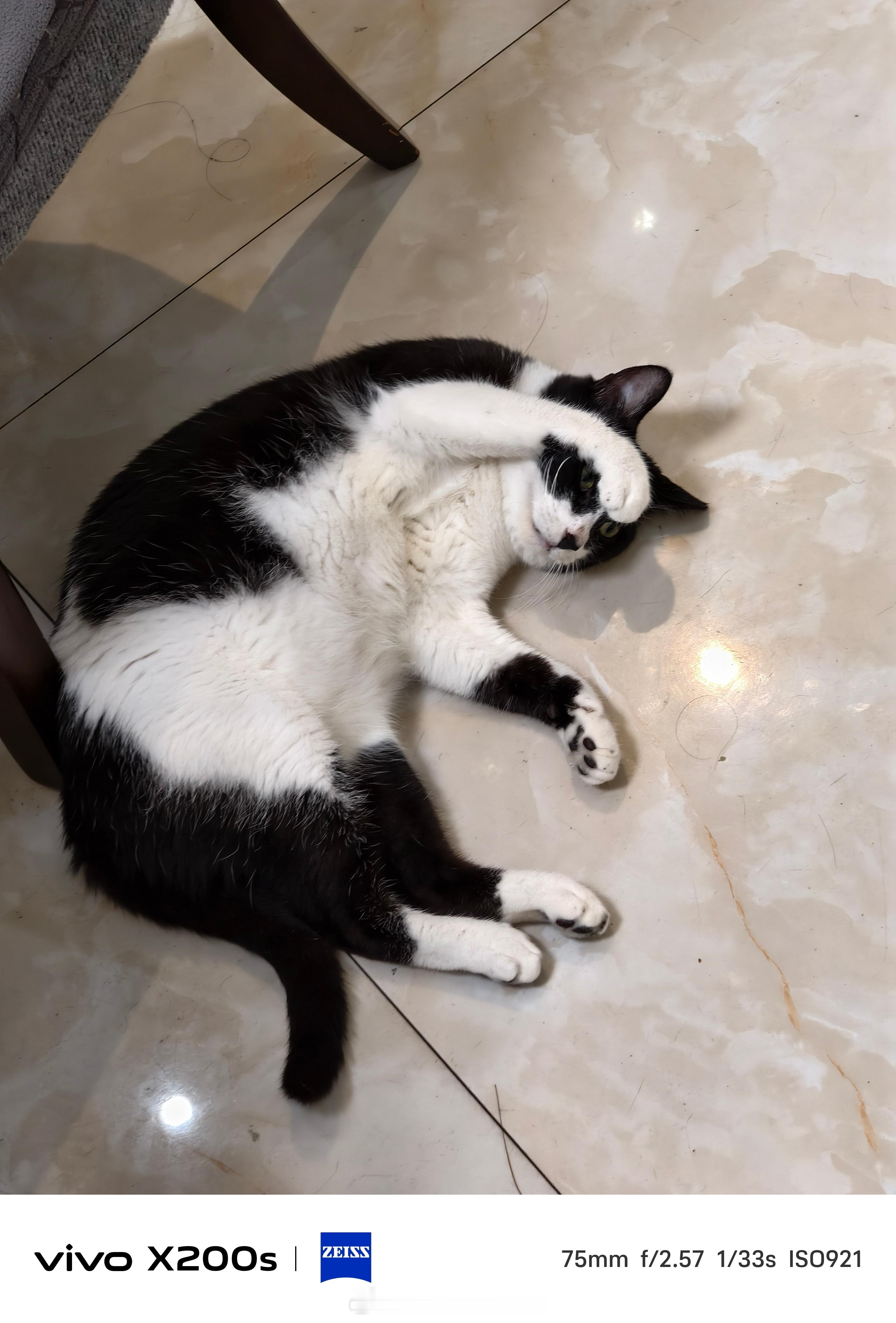 第一次看到猫破防不愧是奶牛猫，睡觉都要致敬马蓉躺地 ​​​